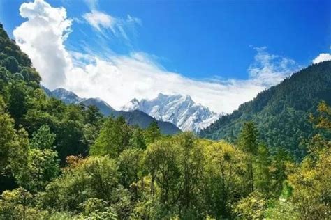 中国最大的原始森林 西藏原始森林达717万公顷_巴拉排行榜