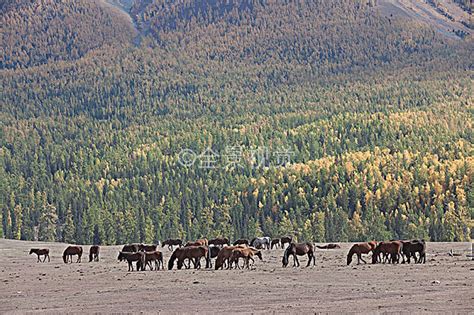新疆阿勒泰喀纳斯牧场里的马群_高清图片_全景视觉