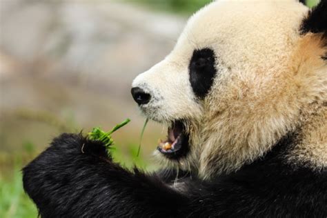 养一只小熊猫当宠物吧，看它站着吃东西的样子，像极了小宝宝_腾讯视频