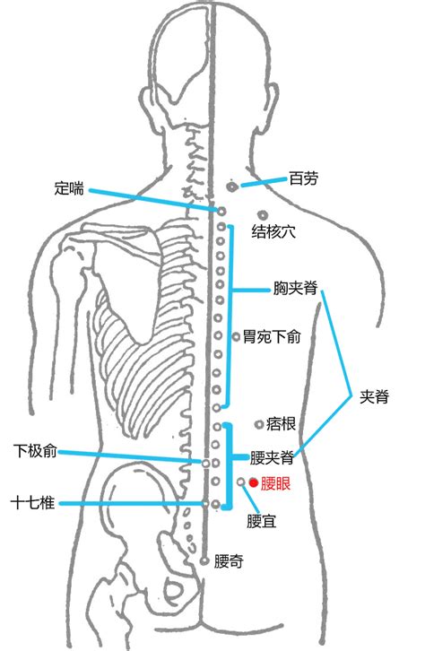 腰眼穴的准确位置图与作用-定位与取法-刺灸法_人体穴位图-方剂汇