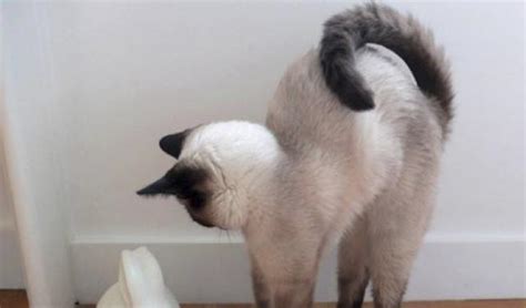 猫趴着尾巴一直甩来甩去是什么意思-宠物网问答