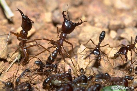 世界上最强的十大蚂蚁，全球蚂蚁战斗力排名- 奇闻趣事_赢家娱乐