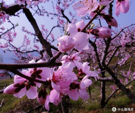 马上就是4月了，到世界最大的桃园，观赏22万亩桃花盛开 - 知乎