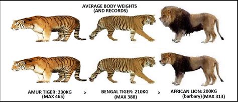 老虎和狮子 生理结构差距有哪些 哪个更珍贵一点？ - 知乎