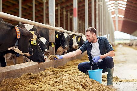 农业工业,农业,人畜牧业的轻人农民与剪贴板奶牛吃干草奶牛场高清图片下载-正版图片300401976-摄图网