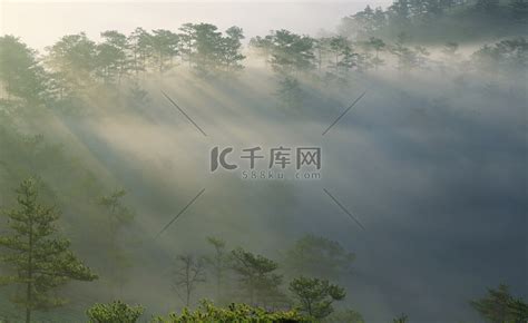 梦幻般的迷雾森林与松树和山在阳光下高清摄影大图-千库网