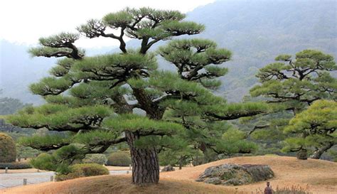 世界最著名十棵松树：八棵在中国，超过1400年历史，马云买不起！|凤凰|松树|迎客松_新浪新闻
