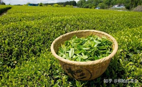 桐柏红 | 六大茶类科普知识—绿茶 - 知乎