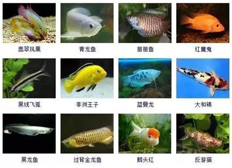 鱼类图鉴图片