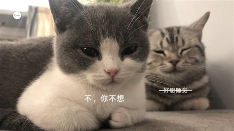 可爱两小只图片