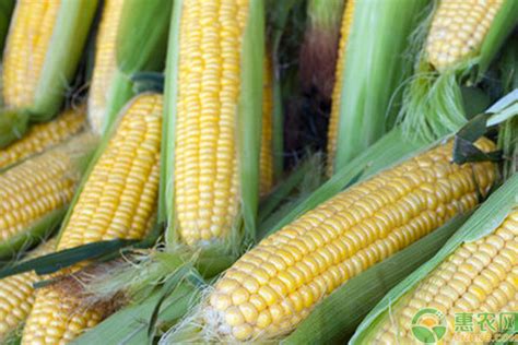 高产玉米新品种,特大穗超高产玉米品种,亩产4000斤的玉米_大山谷图库