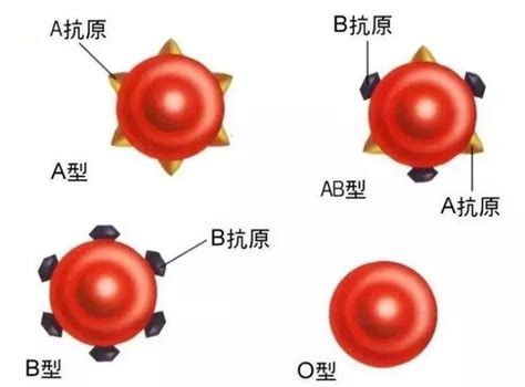 血型为什么如此重要 人一共几种血型 - 第一星座网