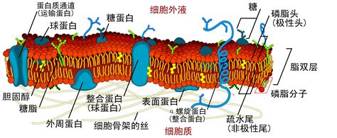 A-Level生物：细胞膜和物质运输_考试技巧_锦秋A-Level官网