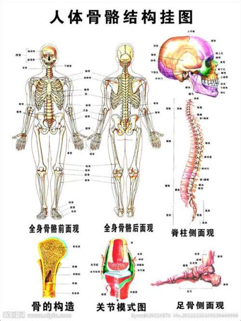 矢量手绘人体骨骼图片素材免费下载 - 觅知网