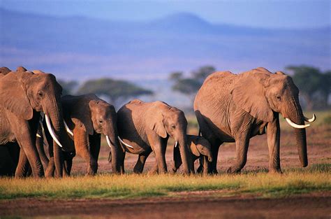 南非野生大象群图片