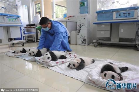 上海大熊猫基地首只熊猫宝宝“满月” --图片频道--人民网