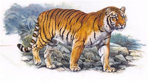全世界的老虎们长得都那么像，到底有啥区别？| 果壳 科技有意思