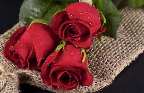 玫瑰图片-三朵红玫瑰素材-高清图片-摄影照片-寻图免费打包下载
