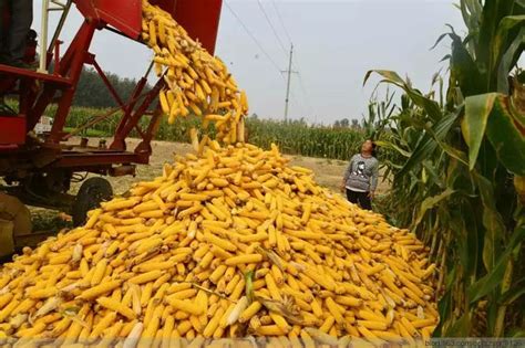 玉米价格将会出现大涨的行情，玉米拍卖也密集来袭！3月19日粮价-市场动态-行业资讯-面粉信息网