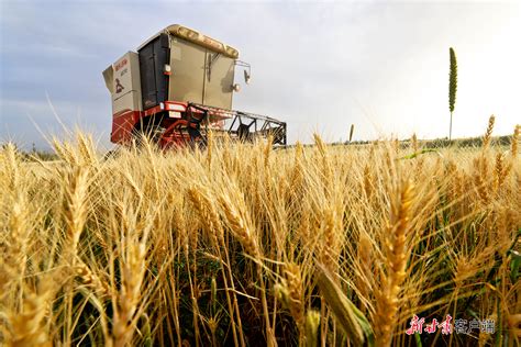 小麦丰收的景象图片,玉米小麦丰收图片,小麦丰收图片大全_大山谷图库