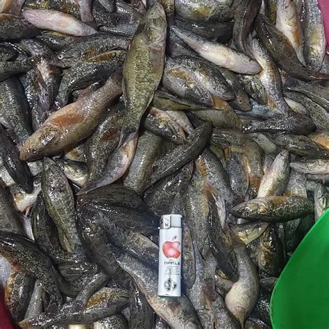 全年收购淡水小杂鱼,3元一斤小杂鱼收购,大量收购各种淡水鱼_大山谷图库