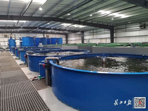 广州工厂化循环水养鱼养虾设备订做厂家 生物过滤器报价 环控可以实现健康绿色环保