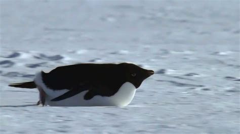 企鹅别看它走路慢慢的，它们还有项技能肚皮滑雪_腾讯视频