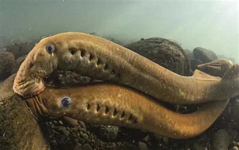 科学网—七鳃鳗 · 驼背海豚 - 张晓良的博文