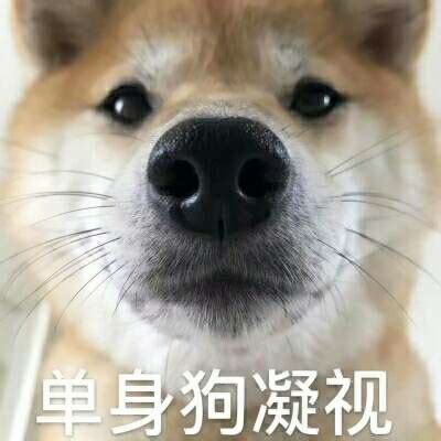 单身狗专用头像图片