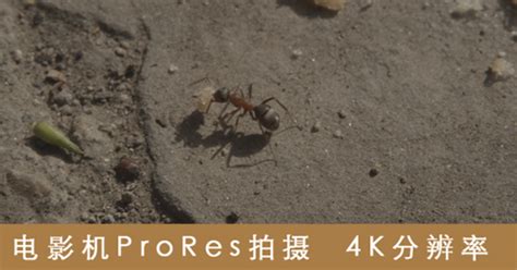 蚂蚁搬家图片免费下载_PNG素材_编号18midgd5e_图精灵
