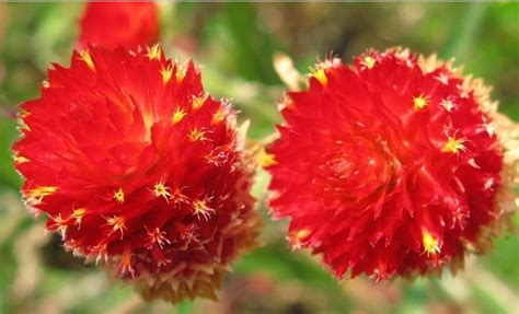 千日红的花语——美丽与坚韧并存的生命力（探寻千日红花语的深层含义）_花植网