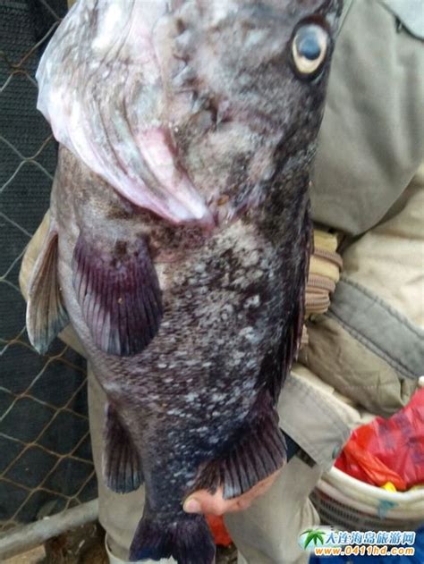 开发区大孤山附近海域，5.3斤大黑鱼开启冬季海钓