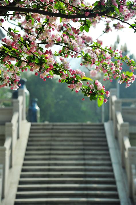 2022“天大·海棠季” 海棠盛放云端相聚-天津大学