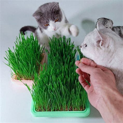 猫咪用吃那个猫草-宠物网问答
