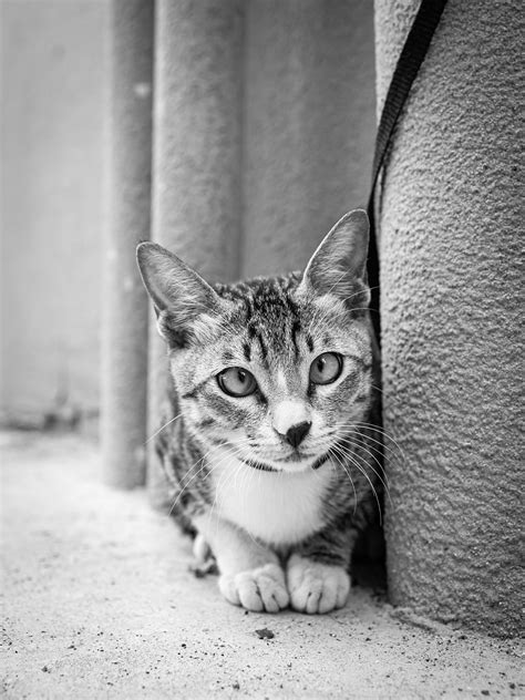 黑白小猫高清摄影大图-千库网