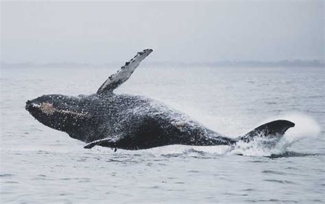 鲸的祖先长什么样子[鲸的进化过程详细介绍] | WE生活