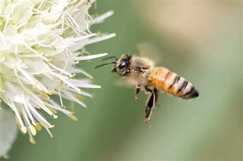 蜜蜂 - 快懂百科