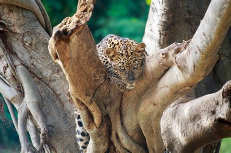 豹子在一棵树上寻找什么东西高清图片下载-正版图片507354811-摄图网