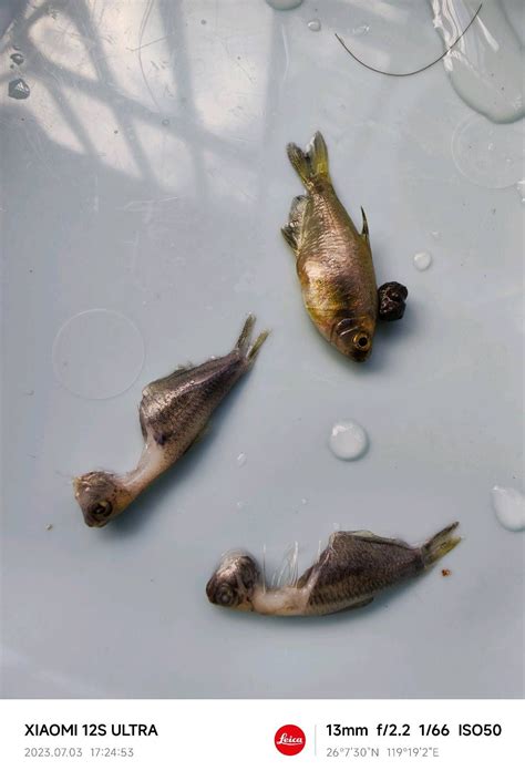 死鱼了 - 小型鱼类 - CTA南美水族