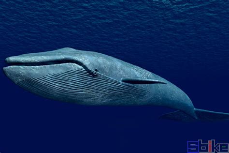 蓝鲸（海洋哺乳动物） - 搜狗百科