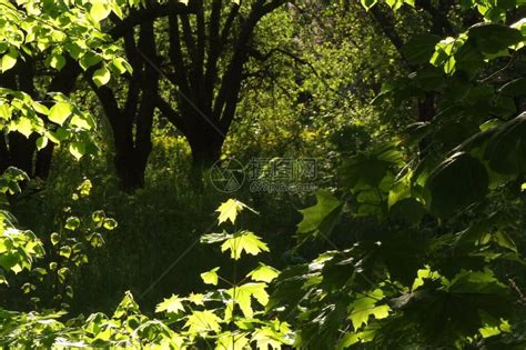 秋季森林树干树木草原风景木头环境荒野阳光绿色植物高清图片下载-正版图片321982278-摄图网