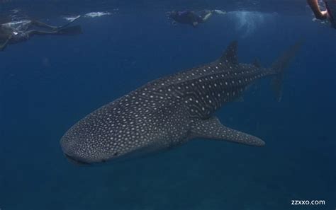 全球首个仿生鲸鲨亮相上海：长4.7米，能上浮下潜自主游动