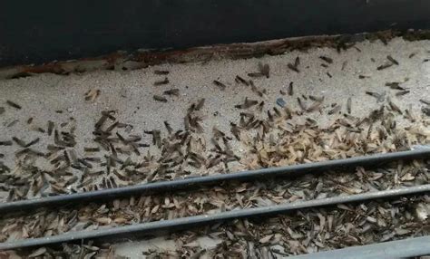 科普 | 家庭室内飞出黑色“蚂蚁”，可能是白蚁“来袭”-上海蒂锦特环保