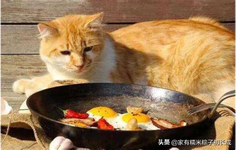 想给猫做鸡胸肉，怎么煮猫咪会爱吃呢？ - 知乎