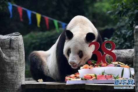 #熊猫家族#熊猫花花#壁纸#侵权删 - 高清图片，堆糖，美图壁纸兴趣社区