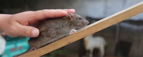 老鼠寿命一般多少年 - 业百科