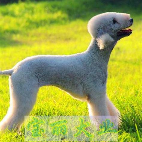 贝灵顿犬是什么样子（贝灵顿犬长得像羊的狗） - 胖萌舍宠物网