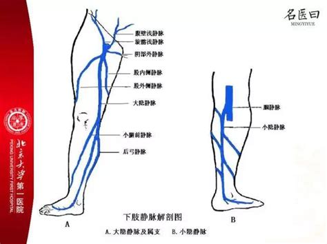 小隐静脉解剖图图片