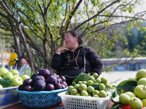 西藏小康故事：千年古树变身摇钱树_国内新闻_湖南红网新闻频道