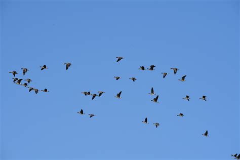 大雁迁徙时为什么会保持“人字型”飞行？__财经头条